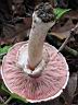 Agaricus silvaticus - foto di Lorenzo Segalotto
per ingrandire le foto cliccare sulla miniatura (620 Kb)