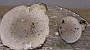 Amanita echinocephala - foto di Lorenzo Segalotto
per ingrandire le foto cliccare sulla miniatura (693 Kb)