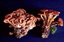 Armillaria tabescens - foto di Paolo Caciagli
per ingrandire le foto cliccare sulla miniatura (818 Kb)