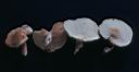 Clitopilus prunulus - foto di Paolo Caciagli
per ingrandire le foto cliccare sulla miniatura (644 Kb)