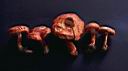 Cortinarius bolaris - foto di Paolo Caciagli
per ingrandire le foto cliccare sulla miniatura (689 Kb)
