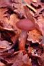 Cortinarius bulliardii - foto di Paolo Caciagli
per ingrandire le foto cliccare sulla miniatura (686 Kb)