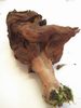 Gyromitra infula - foto di Lorenzo Segalotto
per ingrandire le foto cliccare sulla miniatura (605 Kb)