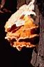 Laetiporus sulphureus - foto di Paolo Caciagli
per ingrandire le foto cliccare sulla miniatura (460 Kb)