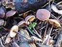 Macrocystidia cucumis - foto di Paolo Caciagli
per ingrandire le foto cliccare sulla miniatura (844 Kb)