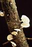 Marasmiellus ramealis - foto di Paolo Caciagli
per ingrandire le foto cliccare sulla miniatura (464 Kb)