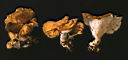 Polyporus cristatus - foto di Paolo Caciagli
per ingrandire le foto cliccare sulla miniatura (910 Kb)