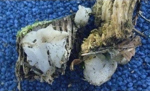 Pseudohydnum gelatinosum - foto di Lorenzo Segalotto
per ingrandire le foto cliccare sulla miniatura (700 Kb)