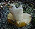 Russula claroflava - foto di Paolo Caciagli
per ingrandire le foto cliccare sulla miniatura (628 Kb)