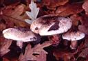 Tricholoma basirubens - foto di Paolo Caciagli
per ingrandire le foto cliccare sulla miniatura (472 Kb)