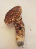 Tricholoma caligatum - foto di Lorenzo Segalotto
per ingrandire le foto cliccare sulla miniatura (596 Kb)