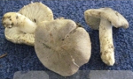 Tricholoma scalpturatum - foto di Lorenzo Segalotto
per ingrandire le foto cliccare sulla miniatura (700 Kb)