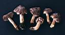 Tricholoma virgatum - foto di Paolo Caciagli
per ingrandire le foto cliccare sulla miniatura (854 Kb)