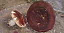 Russula olivacea - foto di Lorenzo Segalotto
per ingrandire la foto cliccare sulla miniatura (683 Kb)