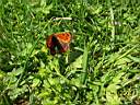 Farfalla - foto di Giancarlo de Carolis
per ingrandire la foto cliccare sulla miniatura (711 Kb)