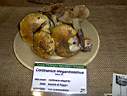 Cortinarius elegantissimus - foto di Pietro Terreni
per ingrandire la foto cliccare sulla miniatura (644 Kb)