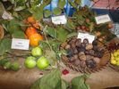 sezione piante e frutti - foto di Nicola Daraio
per ingrandire la foto cliccare sulla miniatura (705 Kb)