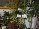 sezione piante e frutti - foto di Nicola Daraio
per ingrandire la foto cliccare sulla miniatura (698 Kb)