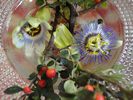 sezione piante e frutti - foto di Nicola Daraio
per ingrandire la foto cliccare sulla miniatura (696 Kb)