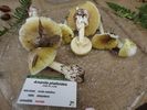 Amanita phalloides - foto di Nicola Daraio
per ingrandire la foto cliccare sulla miniatura (694 Kb)