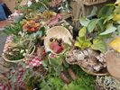 sezione piante e frutti - foto di Nicola Daraio
per ingrandire la foto cliccare sulla miniatura (701 Kb)
