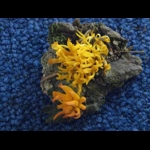 Calocera viscosa - foto di Lorenzo Segalotto
per ingrandire la foto cliccare sulla miniatura (702 Kb)