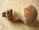Lycoperdon echinatum - foto di Lorenzo Segalotto
per ingrandire la foto cliccare sulla miniatura (598 Kb)