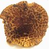 Echinoderma asperum - foto di Lorenzo Segalotto
per ingrandire la foto cliccare sulla miniatura (596 Kb)