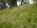 foto di Nicola Daraio
per ingrandire la foto cliccare sulla miniatura (649 Kb)